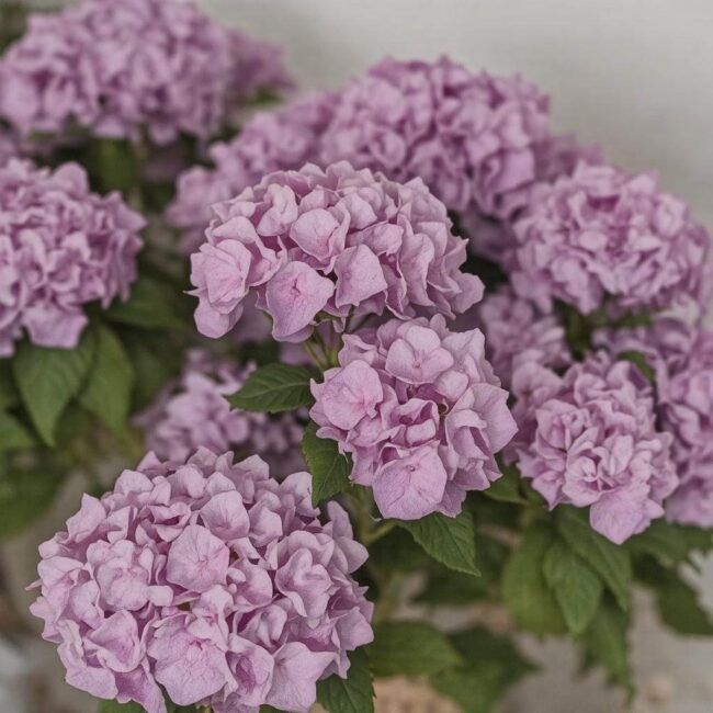 Zabiegi pielęgnacyjne dla hortensji bukietowej